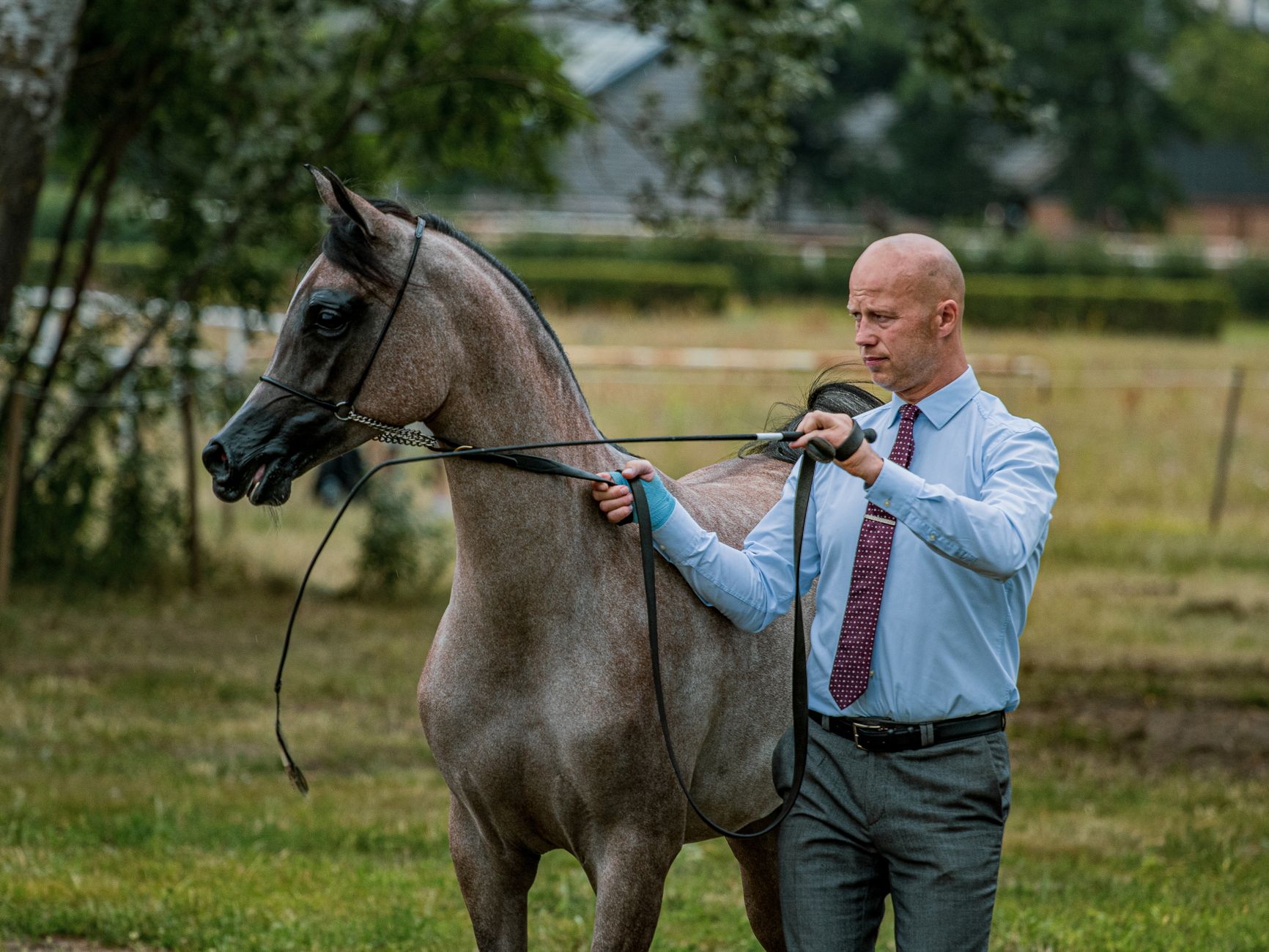 A man guides an Arabian horse outdoors, showcasing equestrian skills. Bright day.