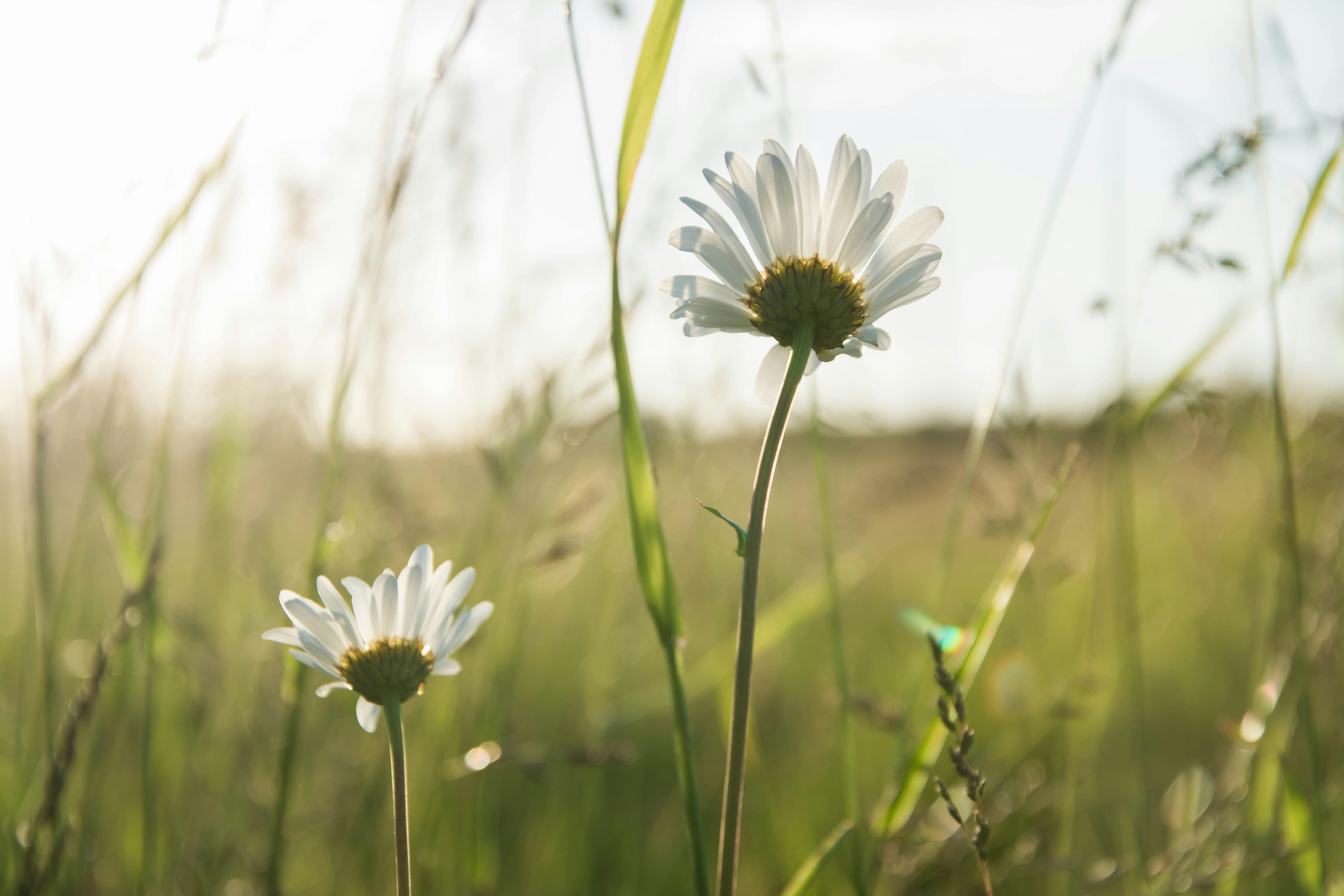 Green Grass In The Forest Free Stock Photo