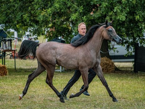 Horse Demonstration in Action