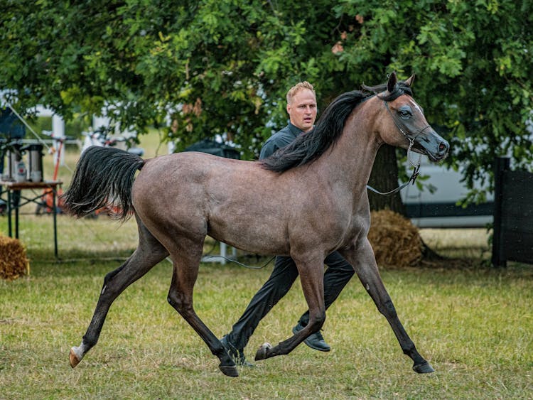 Man Leading Brown Horse On Grass