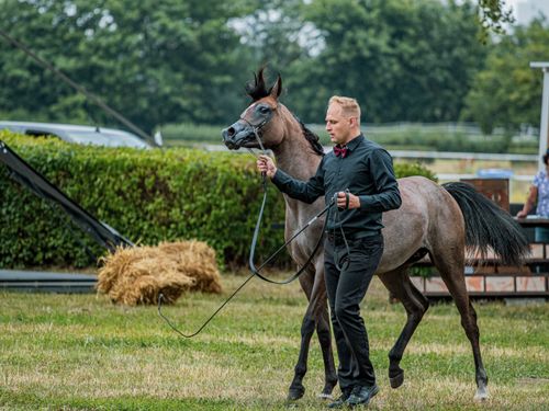 Free A man leads a graceful horse outdoors, showcasing elegance and control. Stock Photo
