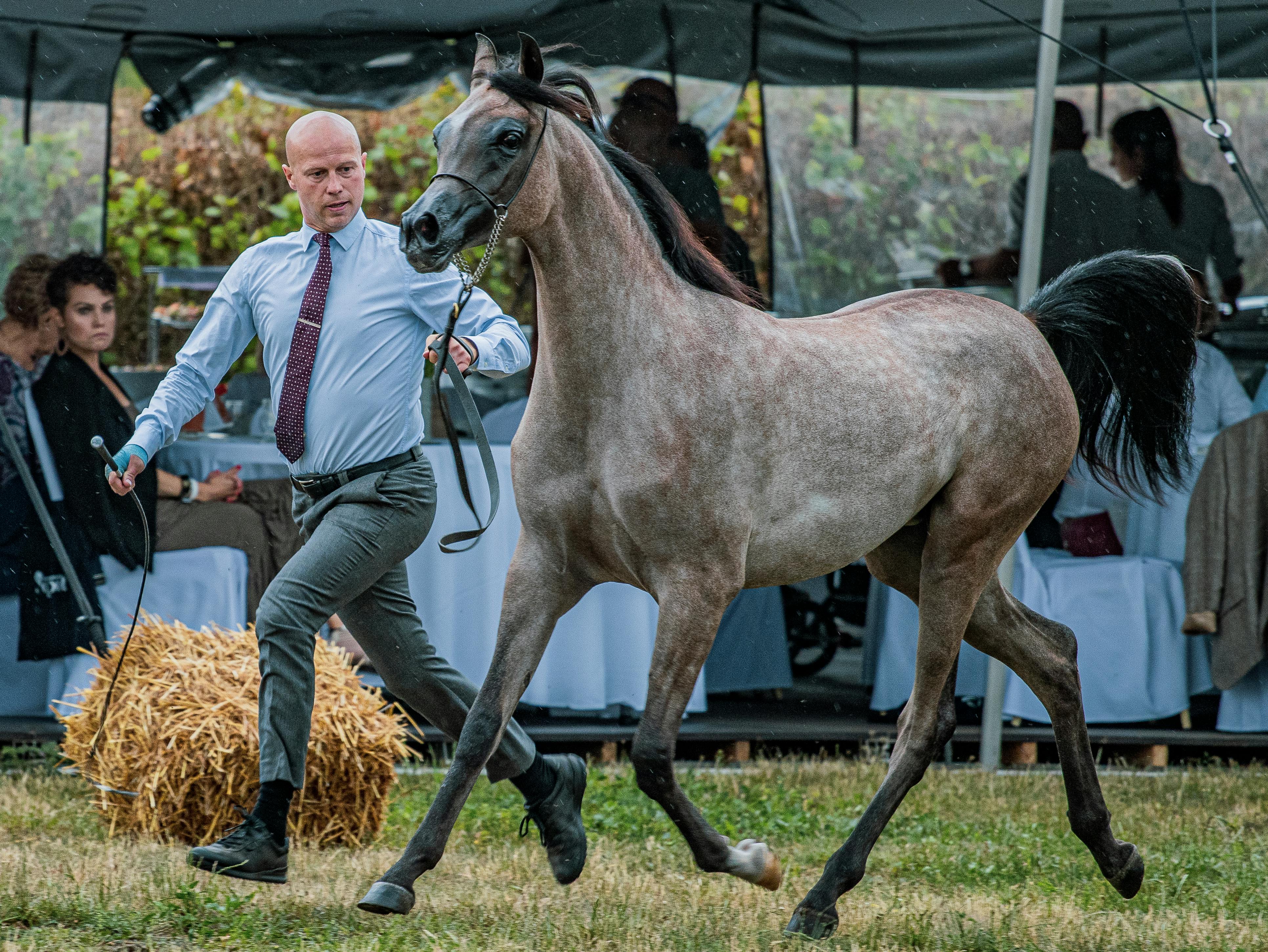 Grooming show coming to convention center — Photo by Aliaksei Semirski on Pexels