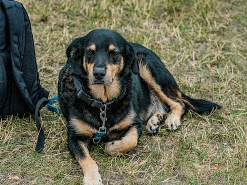 Close-Up Shot of Rottweiler Lying on the Grass
