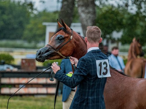 Free Arabian horse showcased in an equestrian event with a handler in a suit, highlighting elegance and competition. Stock Photo