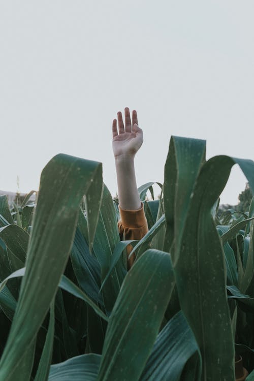 Hand Reaching out of a Corn Field