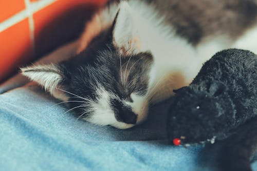 Close-Up Shot of a Cat Sleeping 