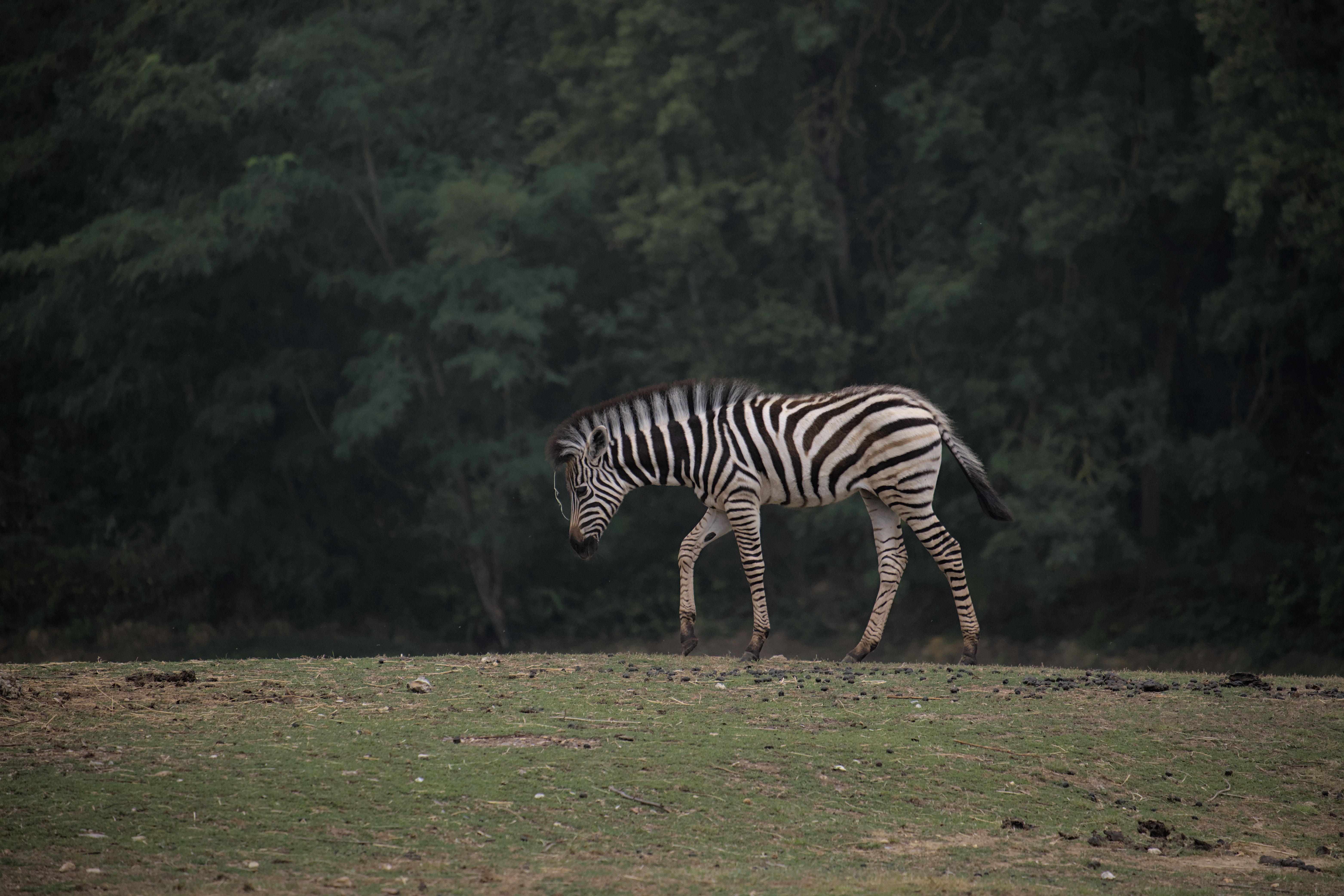 A zebra grazing on the grassland with dense forest in the background capturing wildlife essence.