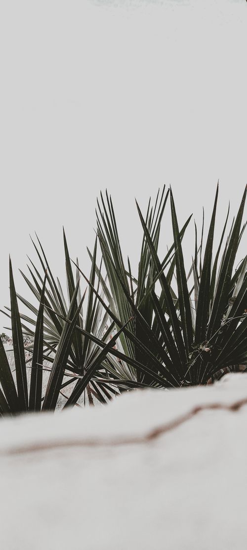 Free Vertical shot of green palm leaves against a white backdrop, offering natural tranquility. Stock Photo