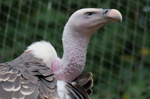 Close-Up Shot of a Vulture
