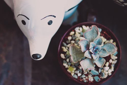 Succulent Plant and Figure on Table