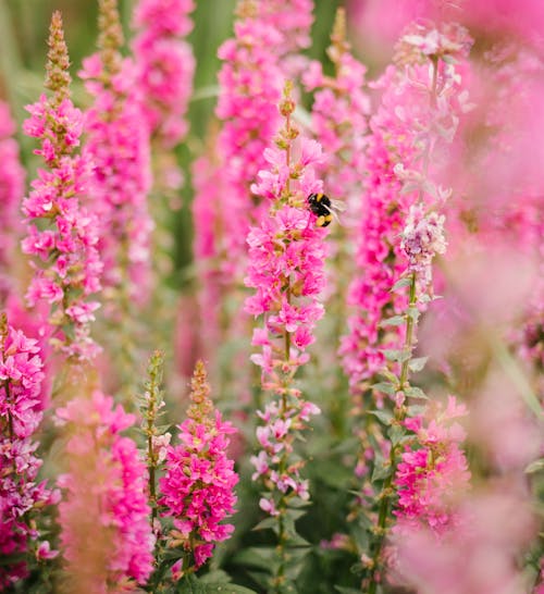 A Bee on a Pink Flower