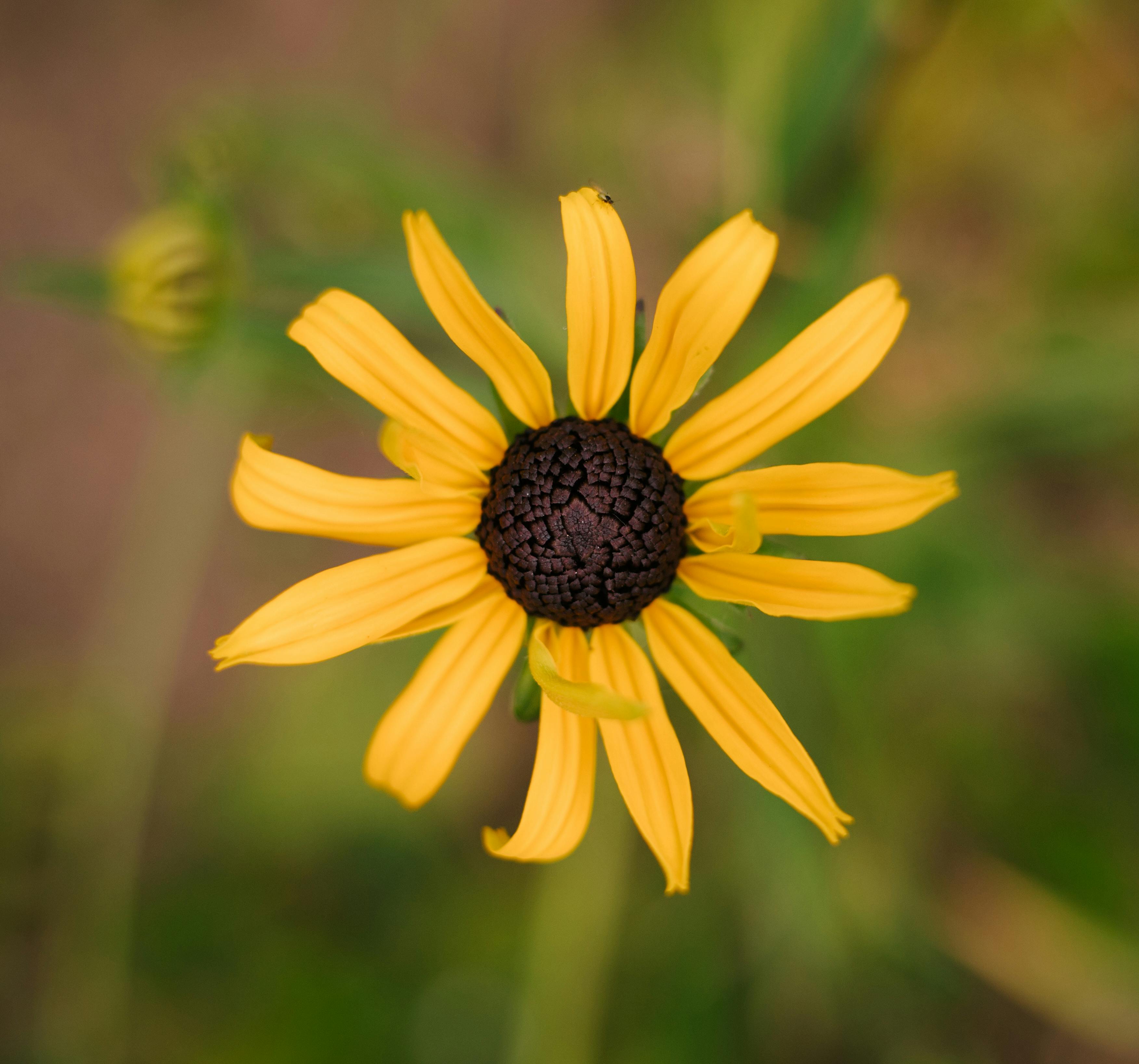 Black Eyed Susan Photos, Download The BEST Free Black Eyed Susan Stock ...