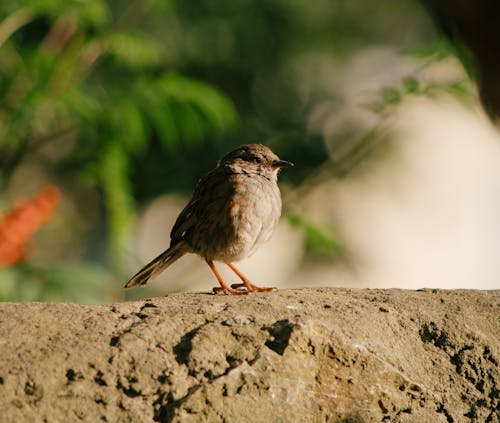 Close-Up Shot of a Sparrow Perched on a Rock
