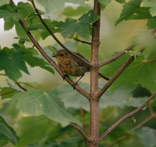 Close-Up Shot of a Sparrow Perched on a Tree Branch