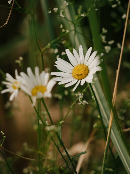 Kostnadsfria Kostnadsfri bild av blomning, flora, närbild Stock foto