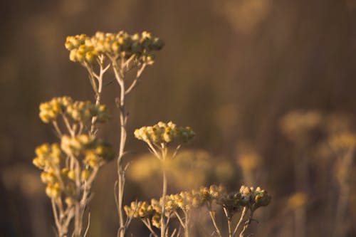 黄色马鞭草bonariensis花选择性聚焦摄影