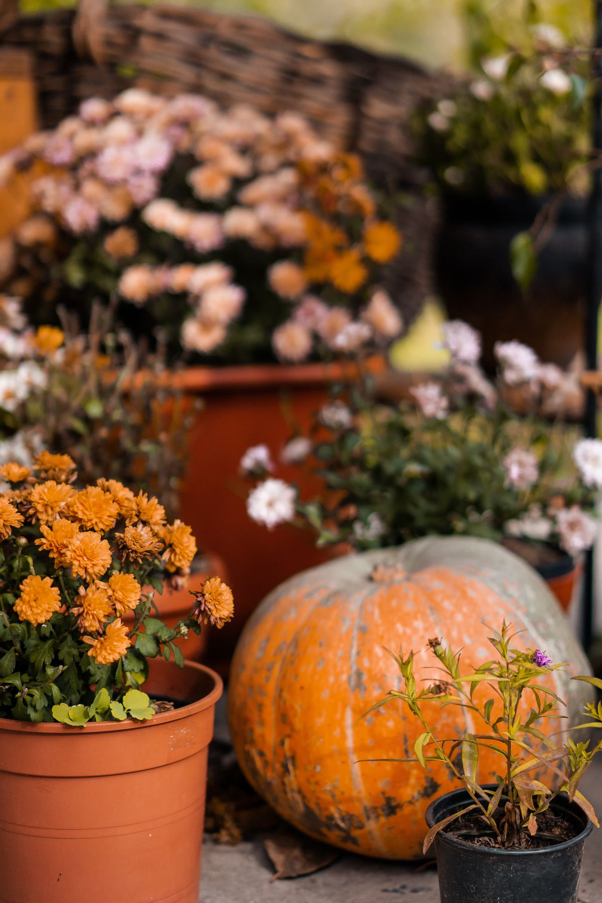 A cozy autumn garden featuring a pumpkin and potted chrysanthemums. Stock Photo.