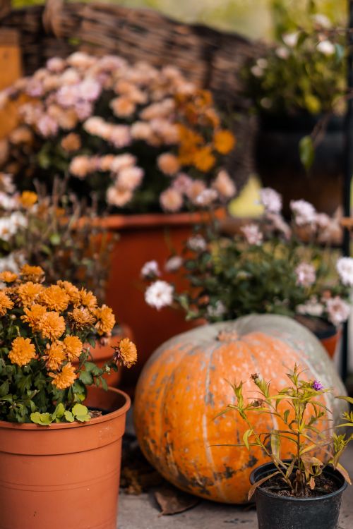 Free A cozy autumn garden featuring a pumpkin and potted chrysanthemums. Stock Photo