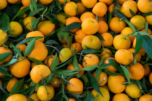 Orange Fruits on Green Leaves