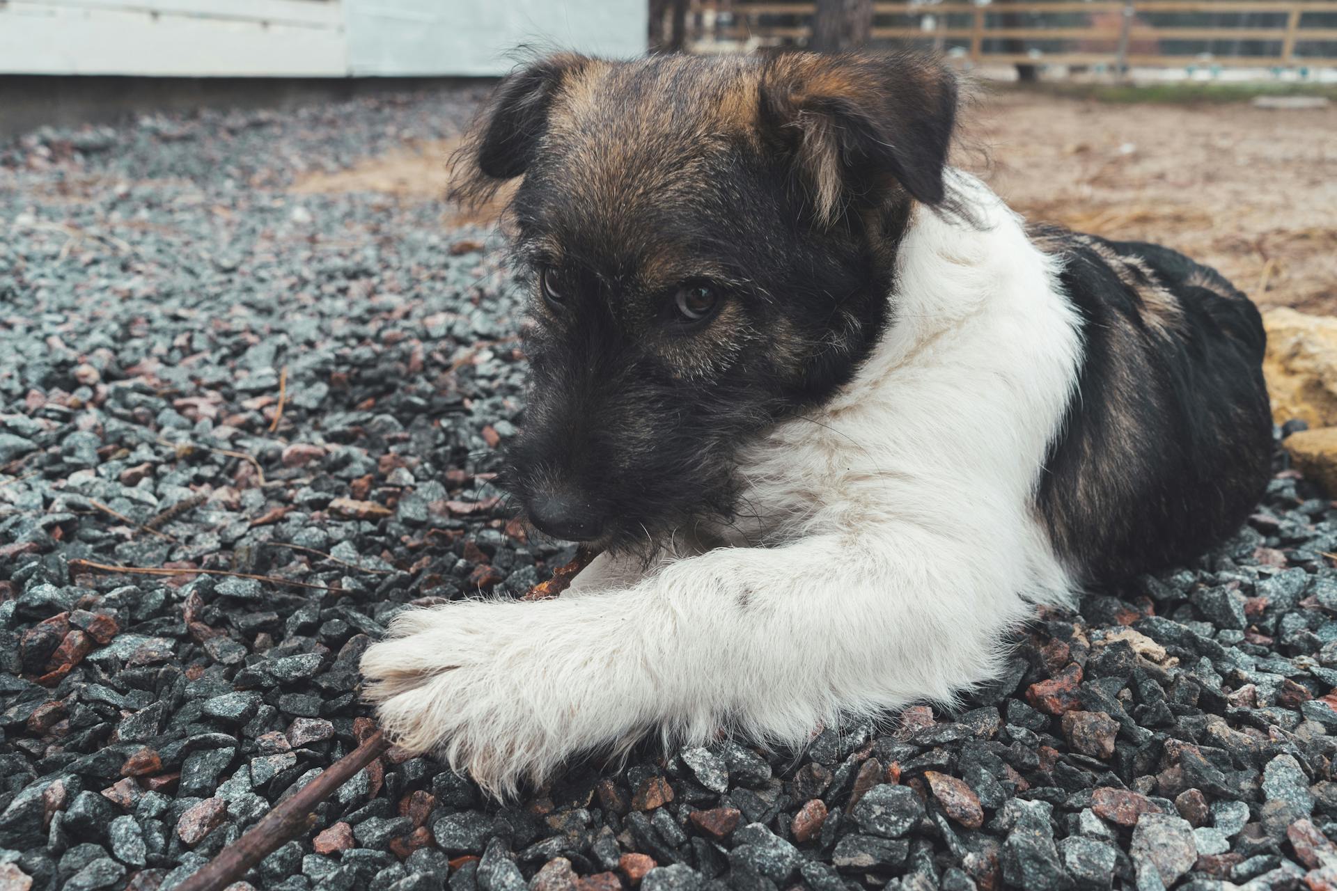 Close-Up Shot of a Cute Puppy Lying on the Ground