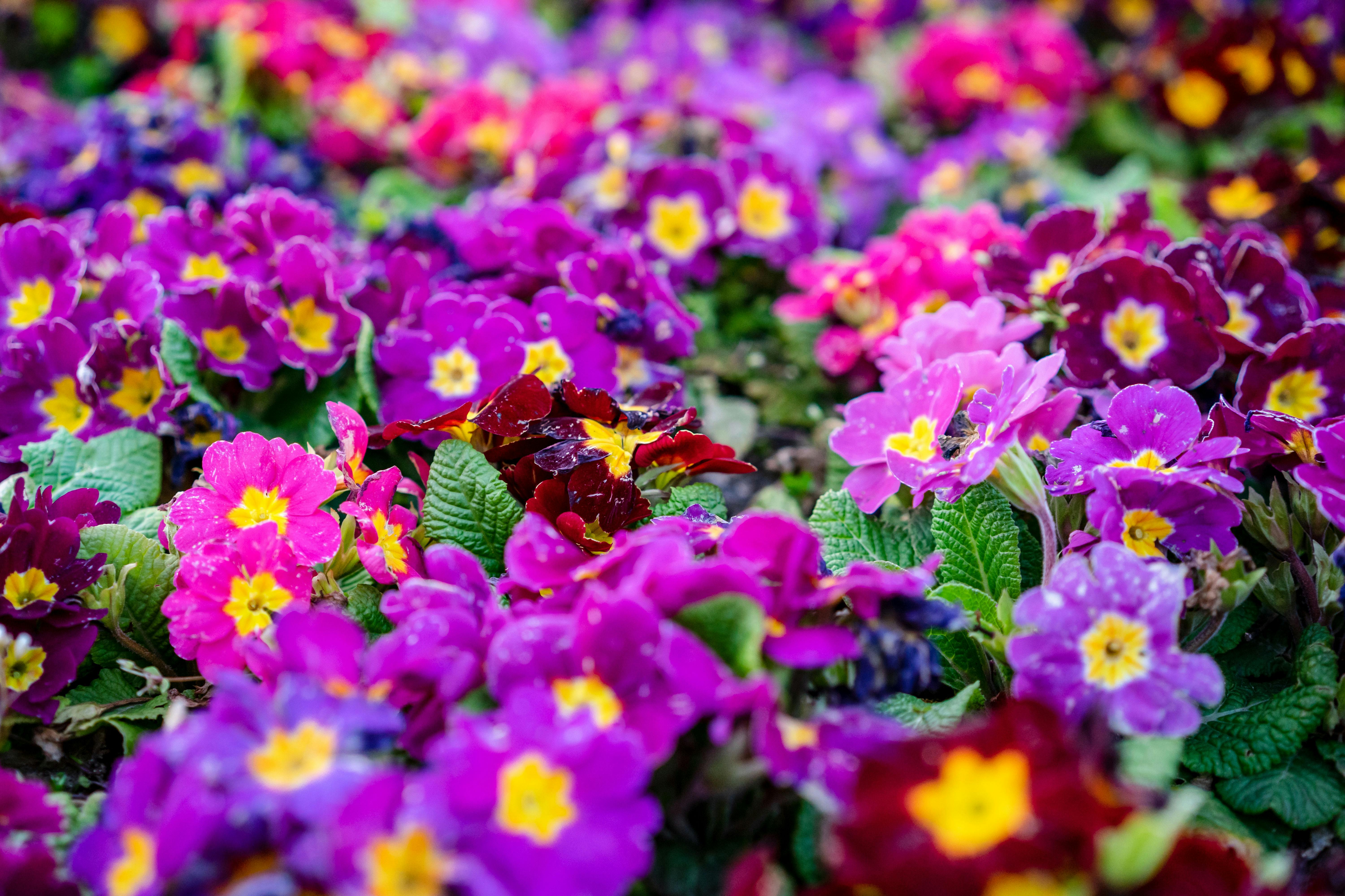Come Coltivare Piante da Giardino in Base alle Stagioni