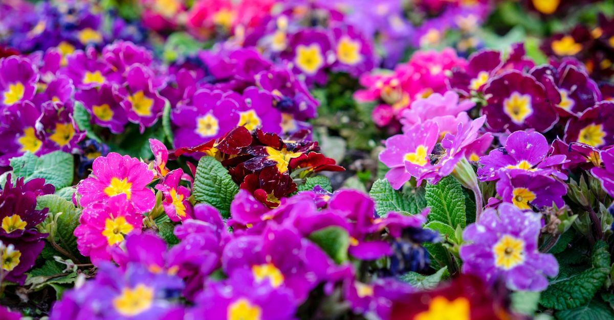 Come Coltivare Piante da Giardino in Base alle Stagioni