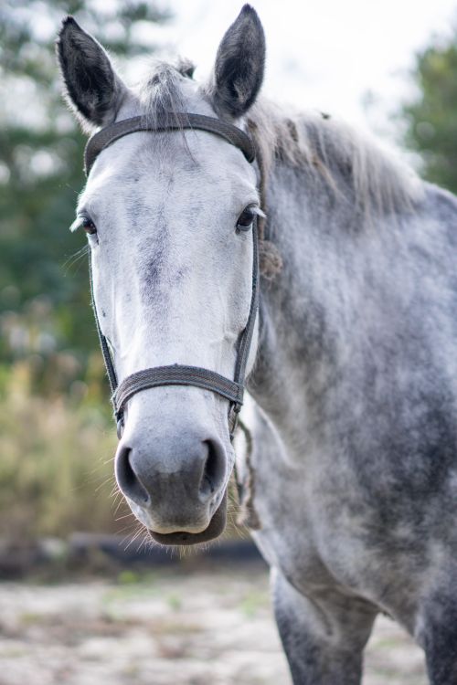 Free A stunning horse with a gray coat stands in nature, creating an elegant portrait. Stock Photo