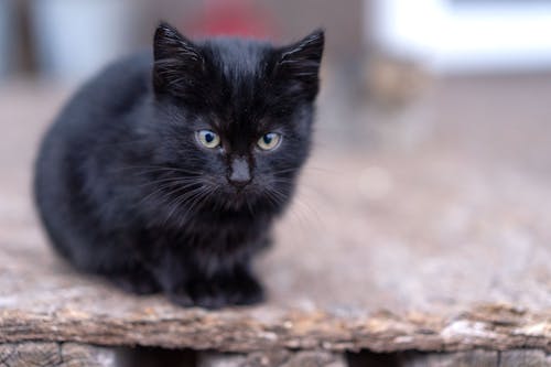 Darmowe zdjęcie z galerii z czarny kot, fotografia zwierzęcia, koci