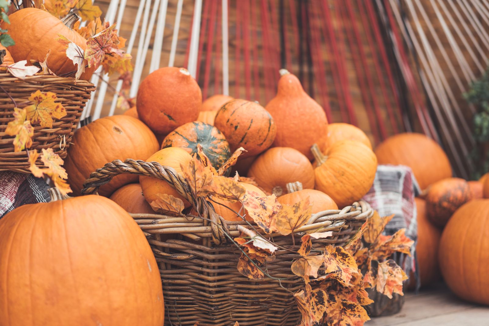 basket of fresh pumpkins and gourds surrounded by fall foliage
