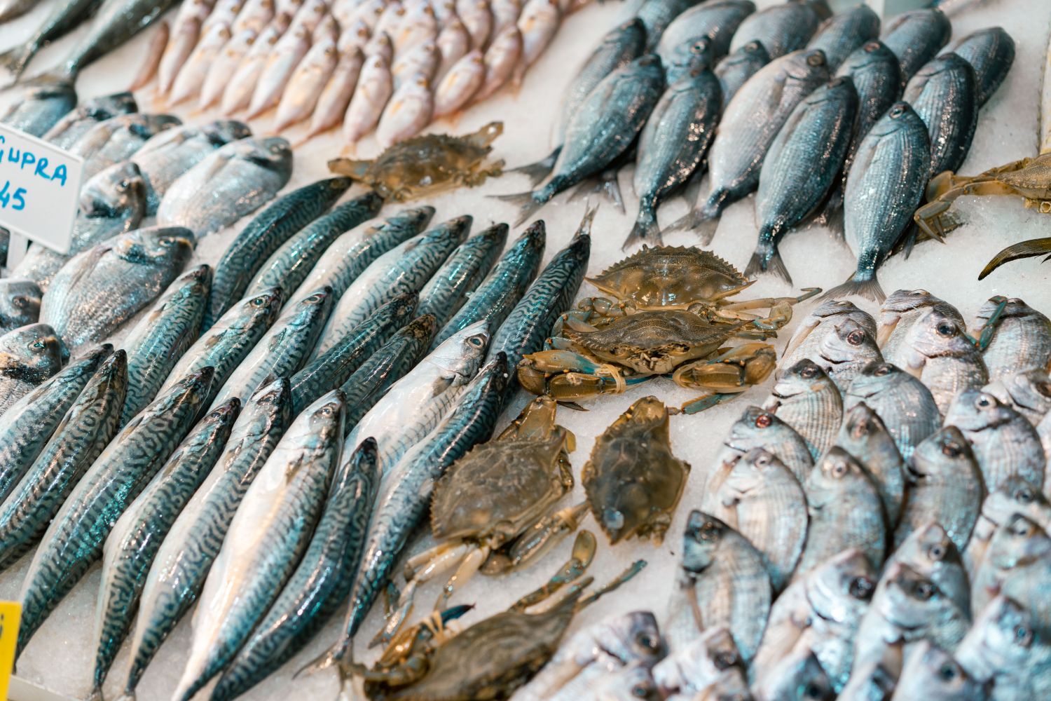 Fish Display Photos, Download The BEST Free Fish Display Stock Photos ...