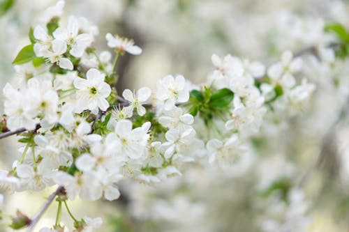 Clusters of White Flowers in Tilt Shift Lens