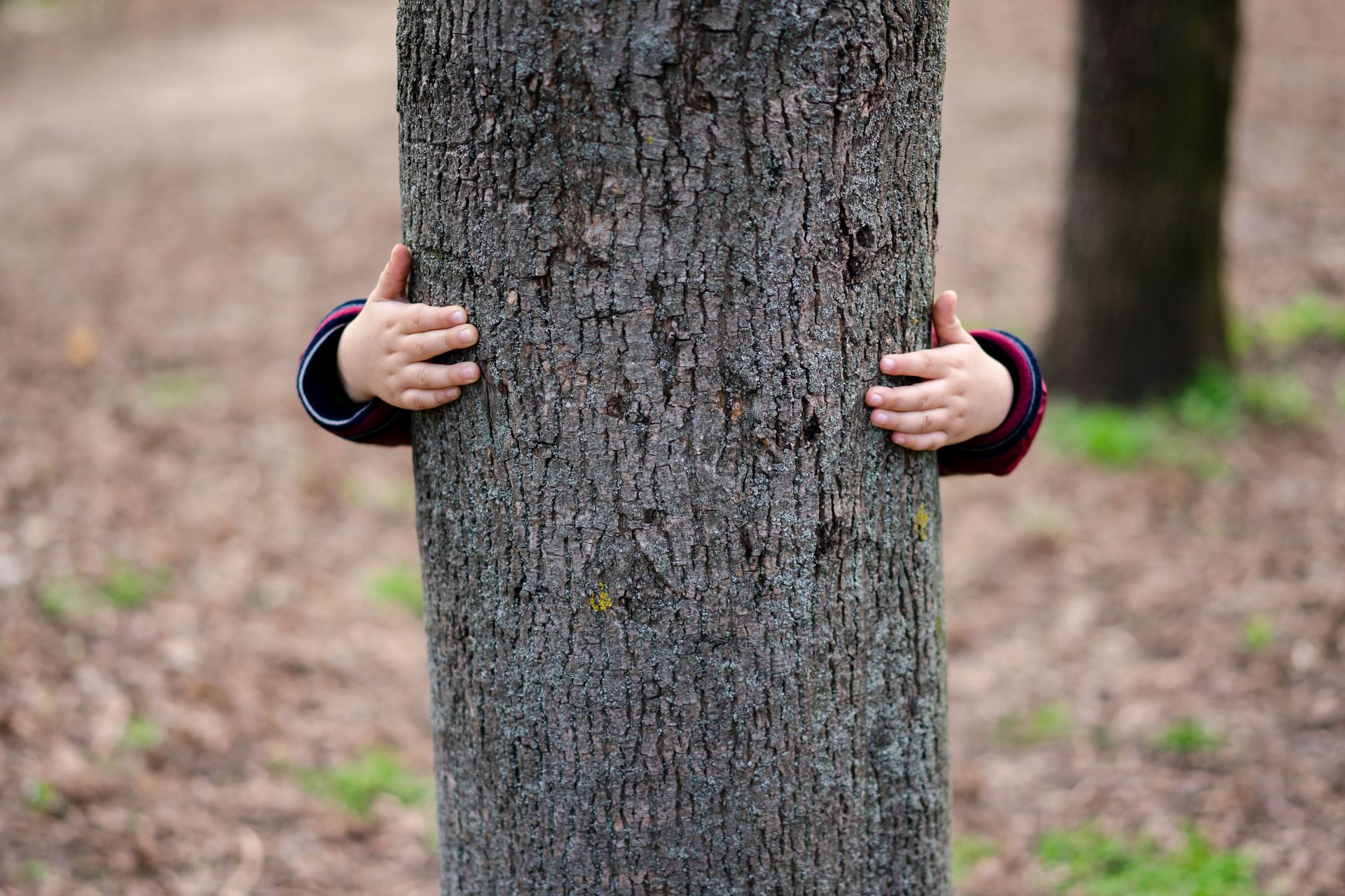 A child playfully hiding behind a tree trunk outdoors in a sunny park.