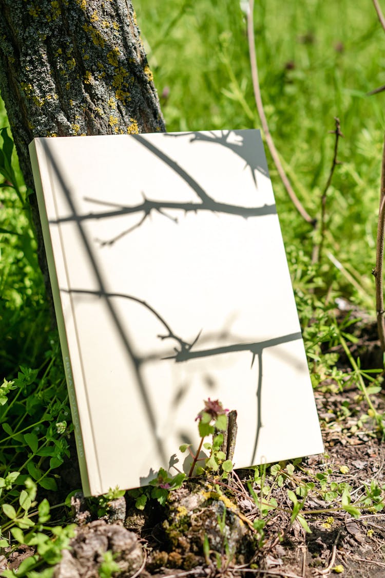 Blank Board Under Tree