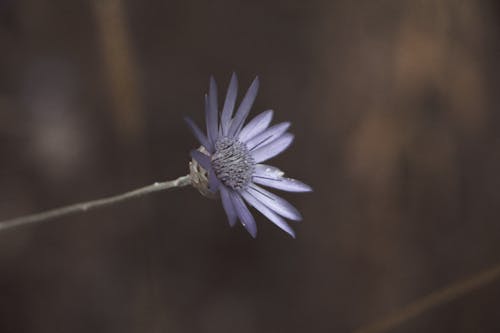 Foto Macro Obiettivo Che Mostra Fiore Viola