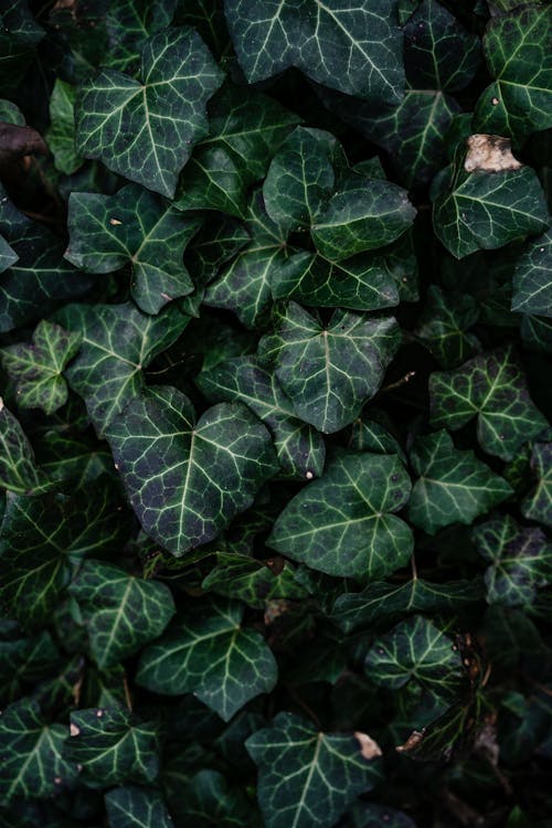 Green Leafed Ivy Plant in Close Up View