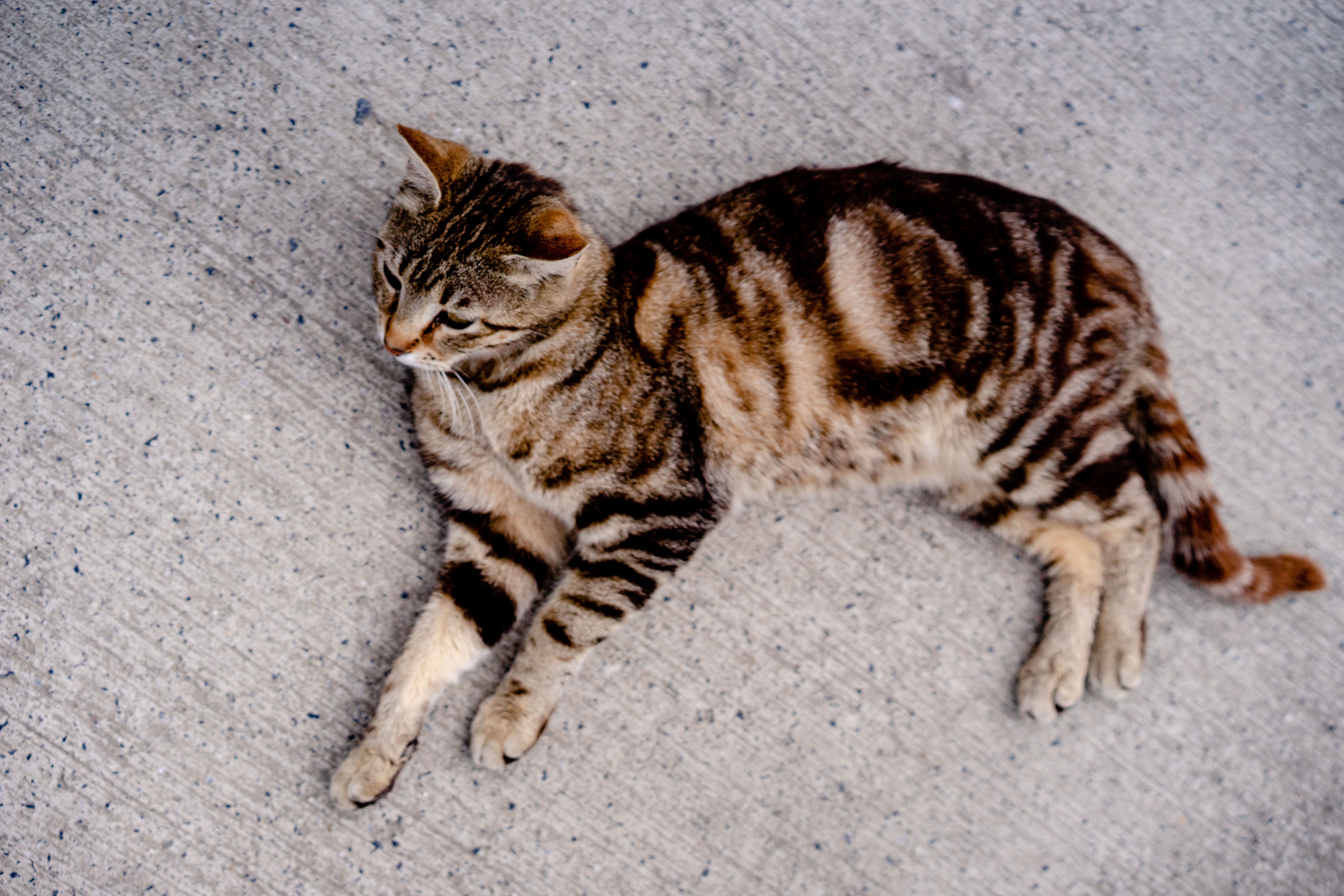 chat trouvé nantes