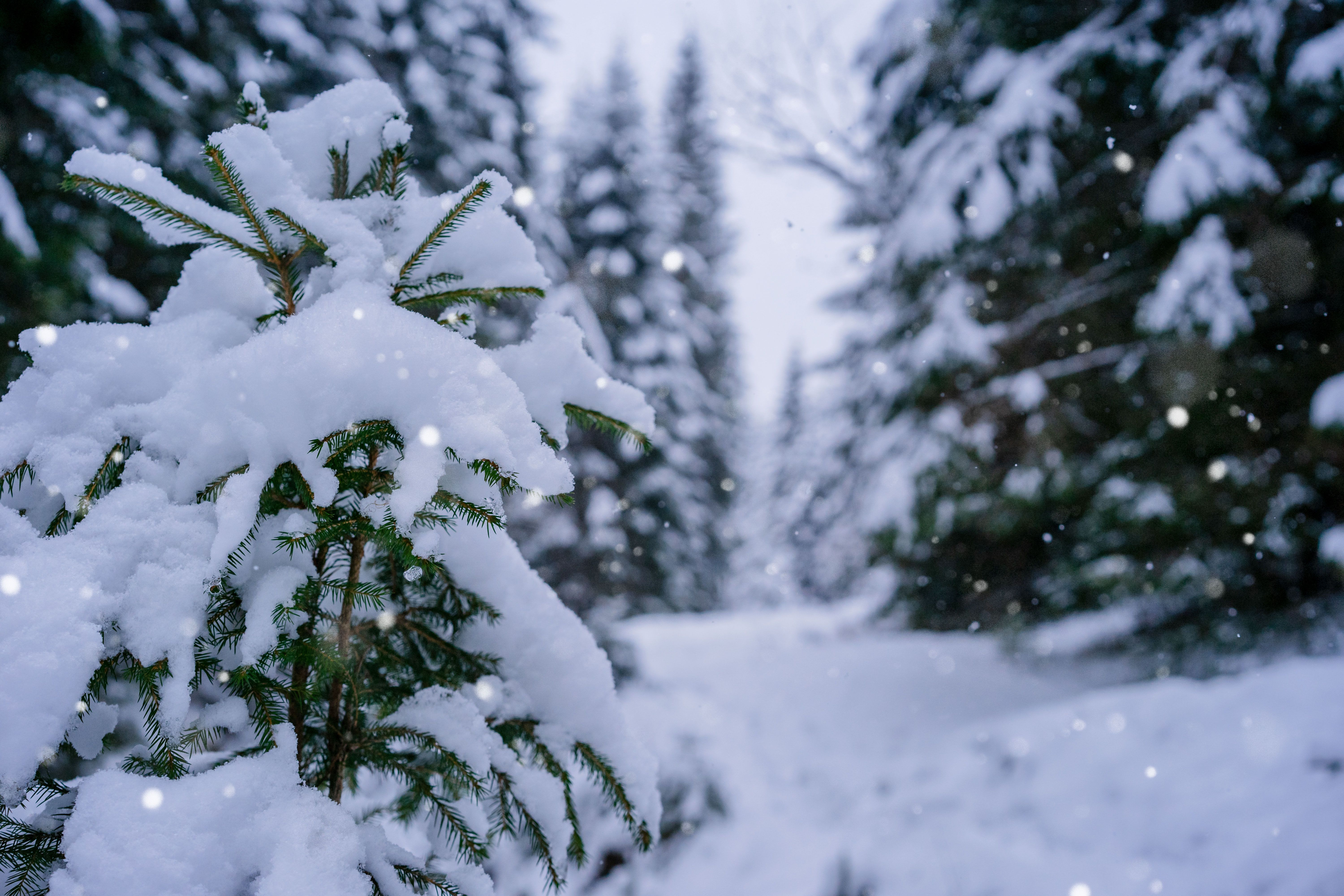 Green Pine Tree Covered With Snow · Free Stock Photo