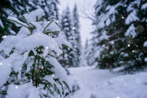 Green Pine Tree Covered With Snow