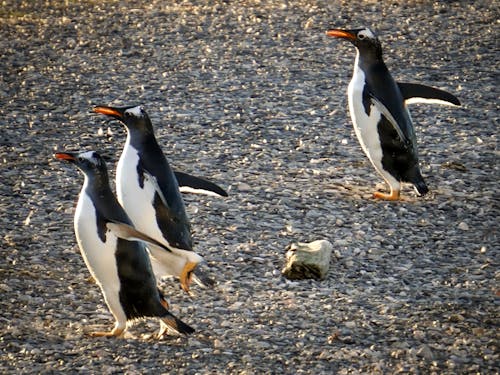 Imagine de stoc gratuită din animal, pinguini