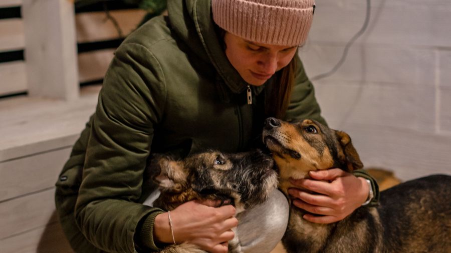 Caring for a Hypoallergenic Dog: Beyond the Coat