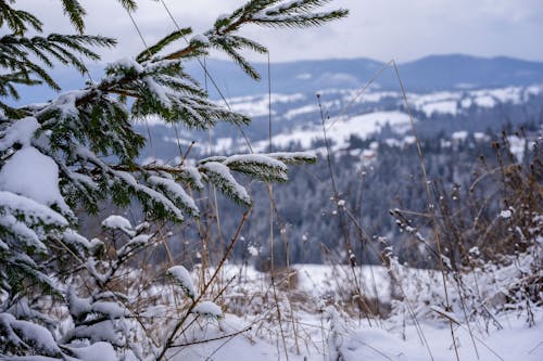 Бесплатное стоковое фото с зима, игольчатые листья, крупный план