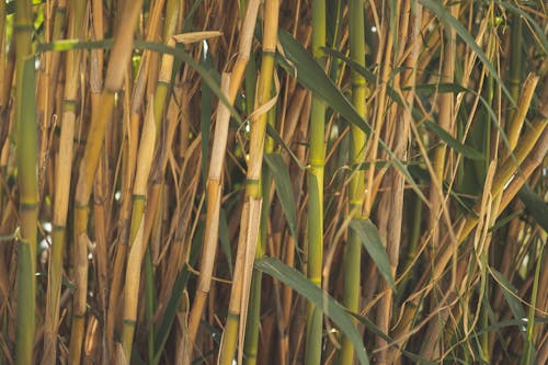 Foto stok gratis agrikultura, bambu, buluh