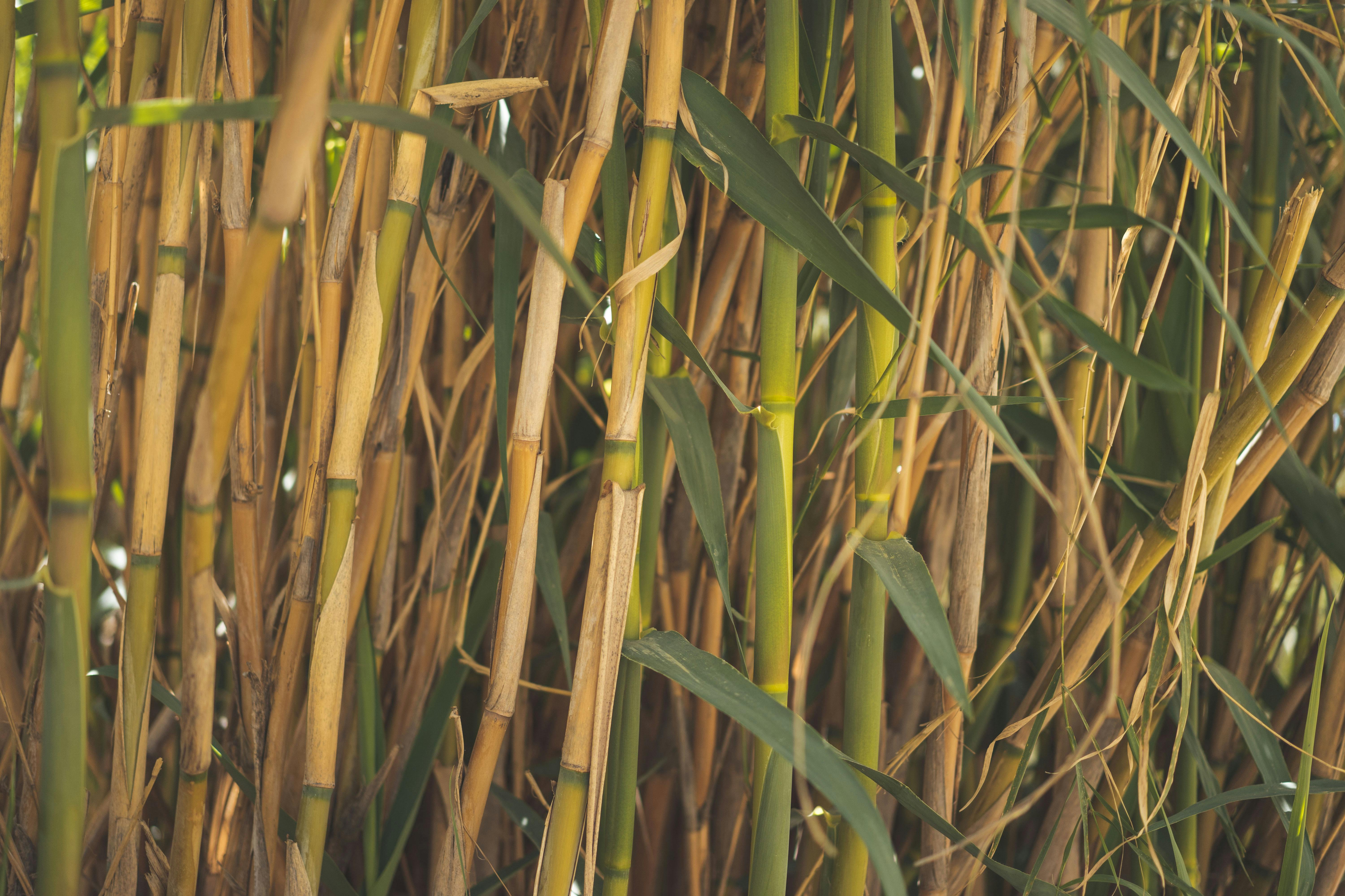 Canes Woodbury Photos, Download The BEST Free Canes Woodbury Stock