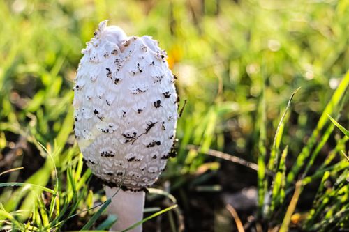 Free Detailed image of a shaggy ink cap mushroom amidst green grass in natural setting. Stock Photo