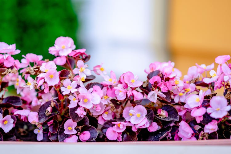 Close Up Of Purple Flowers