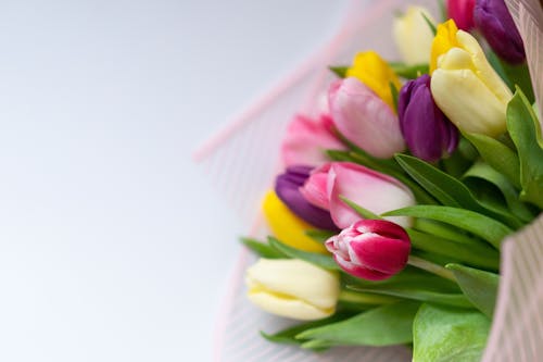 Ingyenes stockfotó közelkép, növényvilág, színes virágok témában Stockfotó