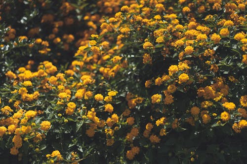 Gratis Foto stok gratis berkembang, bunga kuning, flora Foto Stok