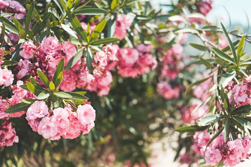 Pink Flowers Blooming in the Garden