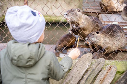 Child Feeding Beavers in Cage