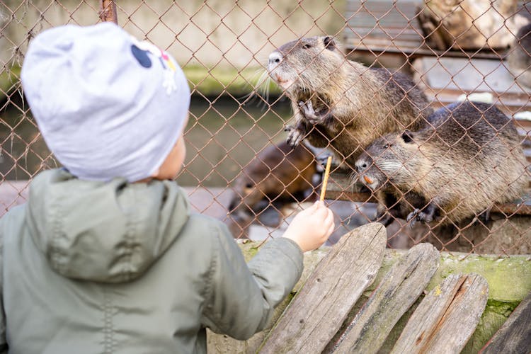 Child Feeding Beavers In Cage